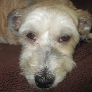 Meet your Posher, Sydney